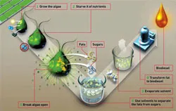 Triển vọng nhiên liệu sinh học thế hệ thứ 2