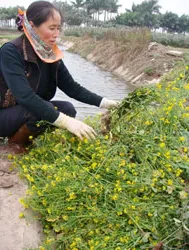 Miền Bắc: Rau thừa, hoa thiếu ảnh 2 Miền Bắc: Rau thừa, hoa thiếu ảnh 2