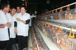 Chuyện người đàn bà bán trứng