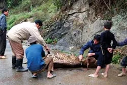 Dân vùng cao lao đao vì rét