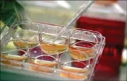 Đột phá với liệu pháp tế bào gốc