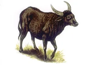 Năm Sửu nói chuyện các loài trâu ảnh 2 Năm Sửu nói chuyện các loài trâu ảnh 2