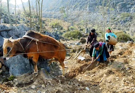 Gieo trồng trên những cánh đồng đá mùa xuân. Ảnh: Minh Điền Gieo trồng trên những cánh đồng đá mùa xuân. Ảnh: Minh Điền