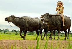 Con trâu thời @