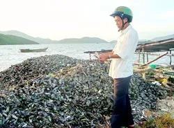 Khóc cùng vẹm
