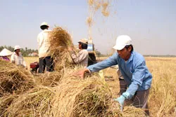 Xuất khẩu lúa gạo - Lạc quan ngay từ đầu năm ảnh 4 Xuất khẩu lúa gạo - Lạc quan ngay từ đầu năm ảnh 4
