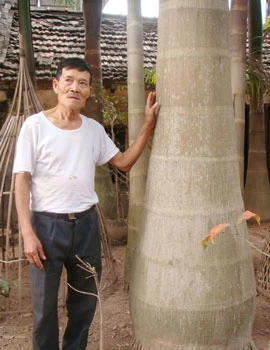 Cau vua hết thời “vua”
