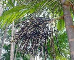 Acai và cuộc “chinh phạt” ngoạn mục ảnh 2 Acai và cuộc “chinh phạt” ngoạn mục ảnh 2