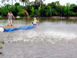 Sau cơn khủng hoảng thừa tại ĐBSCL: Cá “vua” trở lại ảnh 2 Sau cơn khủng hoảng thừa tại ĐBSCL: Cá “vua” trở lại ảnh 2