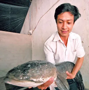 Kiên Giang: Cá lóc nặng 9,8 kg