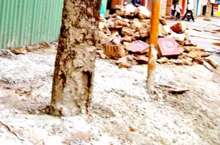 Góc ảnh: Cây xanh kêu cứu