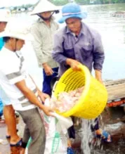 Làng bè chạy… mặn