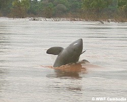 Mekong River dolphin (Photo: WWF) Mekong River dolphin (Photo: WWF)