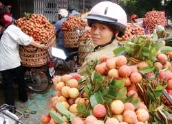 Nông sản kẹt… rào cản