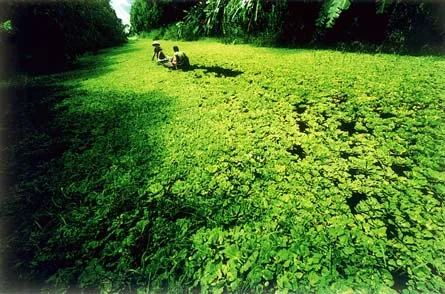 Thảm xanh U Minh (U Minh Hạ - Cà Mau).