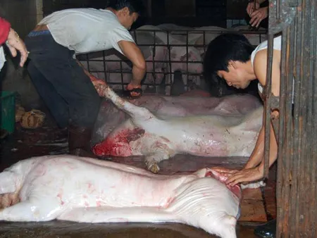 Hà Nội lo tái phát các lò mổ chui