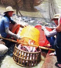 Bao giờ nông dân hết khát vốn?