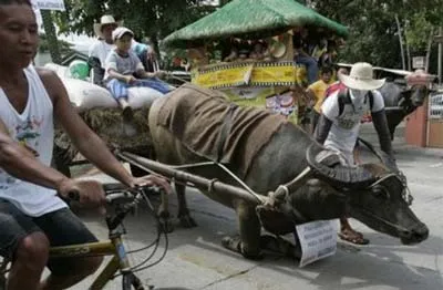Con trâu được chủ cho quỳ trước nhà thời thánh San Isidro để tạ ơn vị thánh đã ban cho vụ mùa bội thu. Ảnh AP Con trâu được chủ cho quỳ trước nhà thời thánh San Isidro để tạ ơn vị thánh đã ban cho vụ mùa bội thu. Ảnh AP
