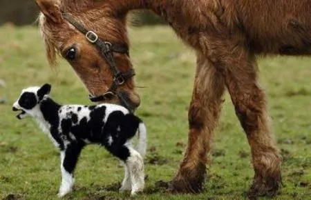 Ngựa Pony và cừu tại trang trại Fentongollan ở Cornwall Ngựa Pony và cừu tại trang trại Fentongollan ở Cornwall