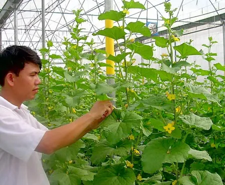 Nhà kính làm giống cây ngắn ngày của Công ty CPPTĐT Nhiệt Đới ở Khu Nông nghiệp công nghệ cao TPHCM. Nhà kính làm giống cây ngắn ngày của Công ty CPPTĐT Nhiệt Đới ở Khu Nông nghiệp công nghệ cao TPHCM.