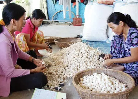 Tỏi Lý Sơn: Có thương hiệu, càng long đong