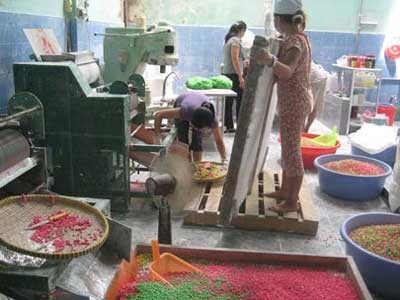 Long Phu Co. produces tapioca pearls on the floor ( Photo: Tuoi tre) Long Phu Co. produces tapioca pearls on the floor ( Photo: Tuoi tre)