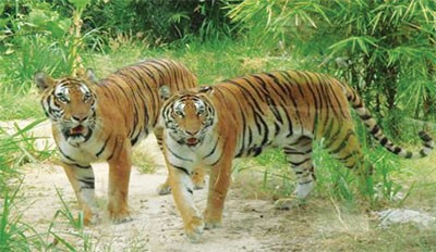 Tigers at Dai Nam Tourist World's zoo, southern Binh Duong Province. (Photo: laccanhdainamvanhien.com) Tigers at Dai Nam Tourist World's zoo, southern Binh Duong Province. (Photo: laccanhdainamvanhien.com)
