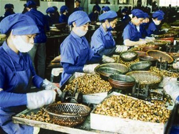 Workers at a cashew processing company in Vietnam. Vietnam, India and Brazil will establish a world cashew association (Photo:Tien Phong) Workers at a cashew processing company in Vietnam. Vietnam, India and Brazil will establish a world cashew association (Photo:Tien Phong)