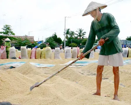 Lúa gạo vụ hè thu ở ĐBSCL: Đến hẹn lại... ế