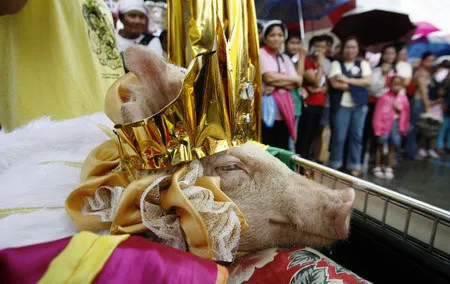 Heo đeo vương miện làm "nữ hoàng" Heo đeo vương miện làm "nữ hoàng"