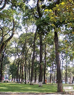 Sài Gòn xanh