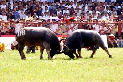 Lễ hội chọi trâu Đồ Sơn 2009: Tưng bừng và kịch tính hơn!
