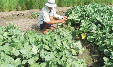 Nghĩa tình với người nghèo