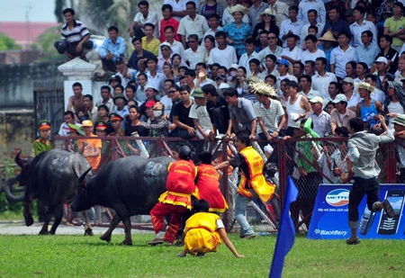 Trâu số 28 đuổi đấu thủ của mình khỏi đấu trường sau trận thư hùng quyết liệt Trâu số 28 đuổi đấu thủ của mình khỏi đấu trường sau trận thư hùng quyết liệt