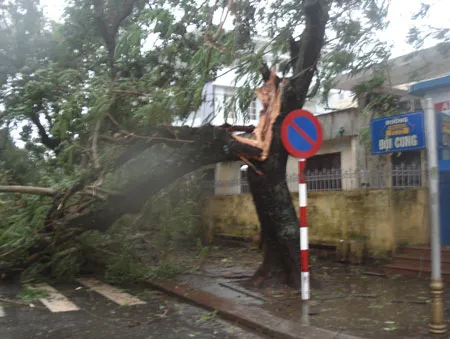 Cây lớn tại TP Huế bị gió bão quật gãy vào rạng sáng 29-9. Ảnh Văn Thắng. Cây lớn tại TP Huế bị gió bão quật gãy vào rạng sáng 29-9. Ảnh Văn Thắng.