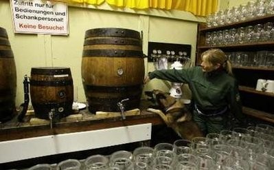 A German police officer and her bomb-sniffing dog search through an Oktoberfest tent during the early morning hours in Munich September 30, 2009. A German police officer and her bomb-sniffing dog search through an Oktoberfest tent during the early morning hours in Munich September 30, 2009.