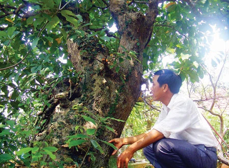Cây lộc vừng giá 30.000 USD