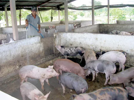 Cơ cấu cây trồng vật nuôi ở xã Tân Nhựt (Bình Chánh): Giúp dân thoát nghèo