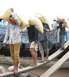 Hàng xáo mua lúa cung ứng cho doanh nghiệp Hàng xáo mua lúa cung ứng cho doanh nghiệp