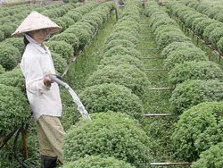 ĐBSCL: Trên 12 triệu chậu hoa kiểng phục vụ Tết Canh Dần