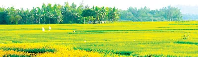Chị tôi