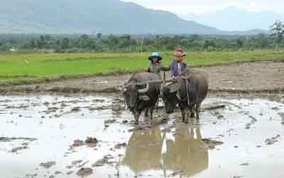 Rac Lay people cultivate rice ( Photo: SGGP)