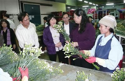 National Assembly Vice Chairwoman Tong Thi Phong (2 R) visits Dalat Hasfarm Company. Dalat is blessed with ideal conditions for floriculture but the industry is struggling to develop because of authorities’ apathy (Photo: SGGP) National Assembly Vice Chairwoman Tong Thi Phong (2 R) visits Dalat Hasfarm Company. Dalat is blessed with ideal conditions for floriculture but the industry is struggling to develop because of authorities’ apathy (Photo: SGGP)