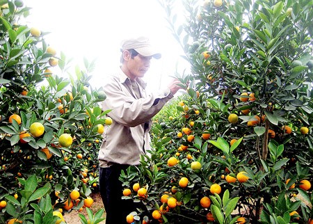 A grower at Quang Ba takes care of kumquat trees for Tet holiday. Farmers are forecasting bumper crops of kumquat and peach trees this year.(Photo: SGGP) A grower at Quang Ba takes care of kumquat trees for Tet holiday. Farmers are forecasting bumper crops of kumquat and peach trees this year.(Photo: SGGP)