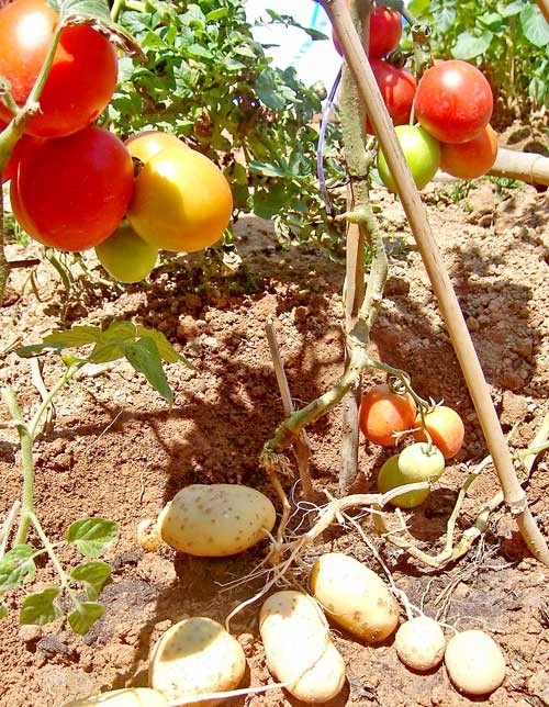 A tomato-potato plant developed by an engineer in central Da Lat City. The species, which produces tomatoes on the top and potatoes on the bottom, was created by grafting the two plant types together. (Photo: SGGP) A tomato-potato plant developed by an engineer in central Da Lat City. The species, which produces tomatoes on the top and potatoes on the bottom, was created by grafting the two plant types together. (Photo: SGGP)