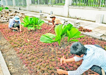 As part of efforts to beautify HCMC, workers plant flowers in urban areas (Photo: SGGP) As part of efforts to beautify HCMC, workers plant flowers in urban areas (Photo: SGGP)