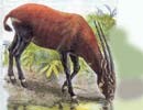 A Sao la (Pseudoryx nghetinhensis). Sao la is first observed in the late 1990s. (Filed photo) A Sao la (Pseudoryx nghetinhensis). Sao la is first observed in the late 1990s. (Filed photo)