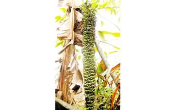 A banana tree with 197 bunches in Quynh Luu District, the nothern central province of Nghe An (Photo: SGGP)