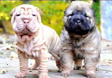 Da chó Shar-Pei nhăn nheo vì gen HAS2 đột biến