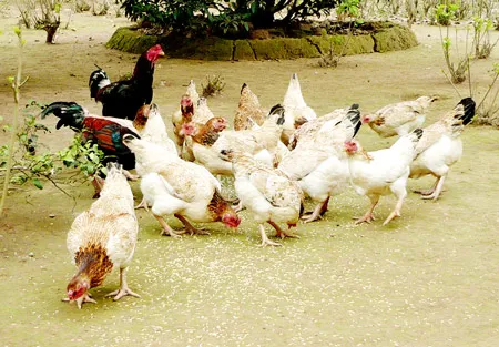 Làng nuôi “sách đỏ”